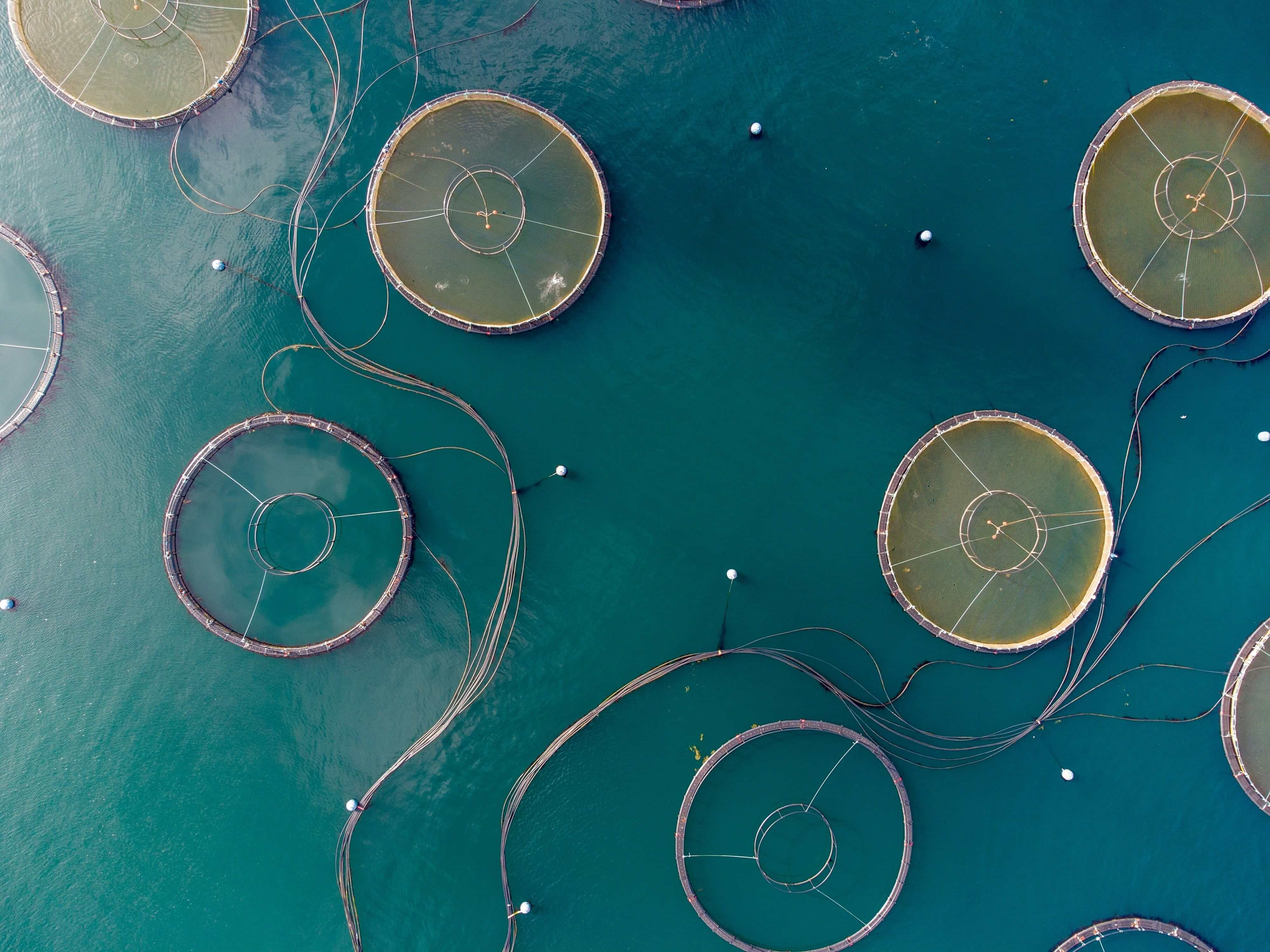 Charting Aquaculture’s Course Sustainable Growth and Talent Dynamics